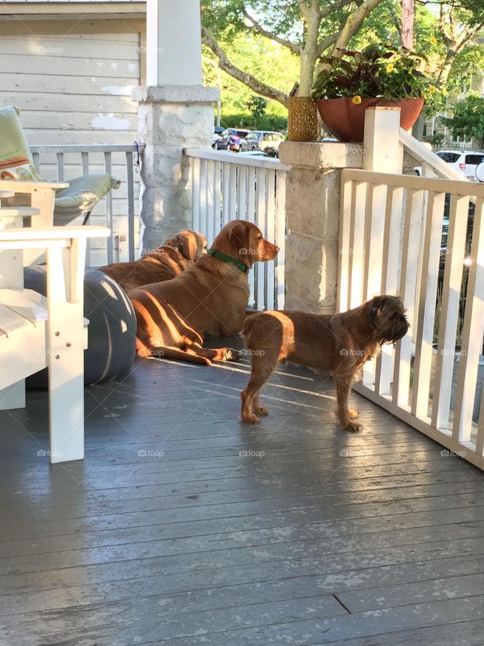Relaxing pups on the porch
