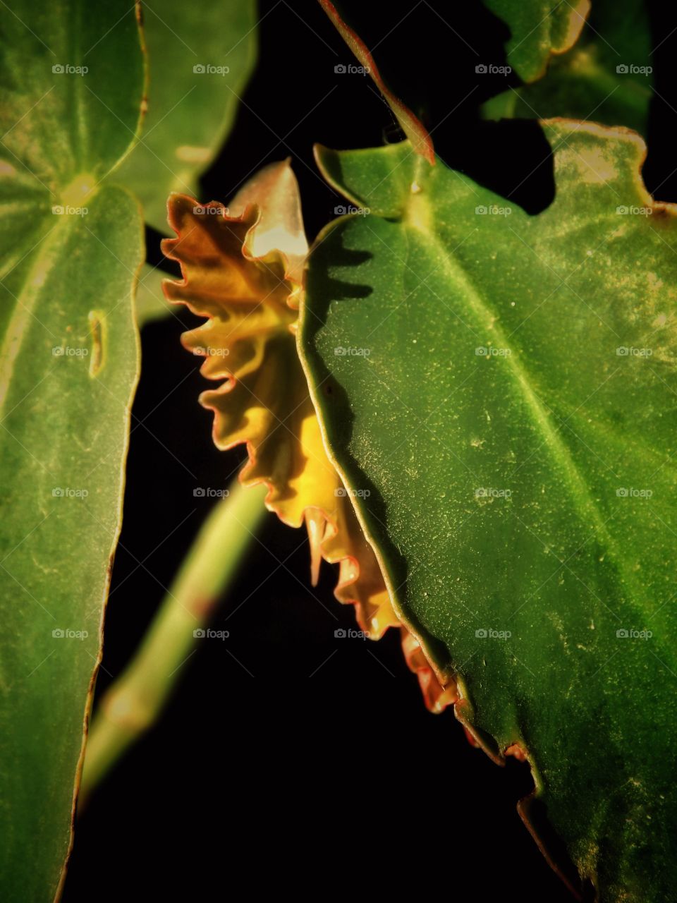 Begônia Maculata native plant of Brazil
