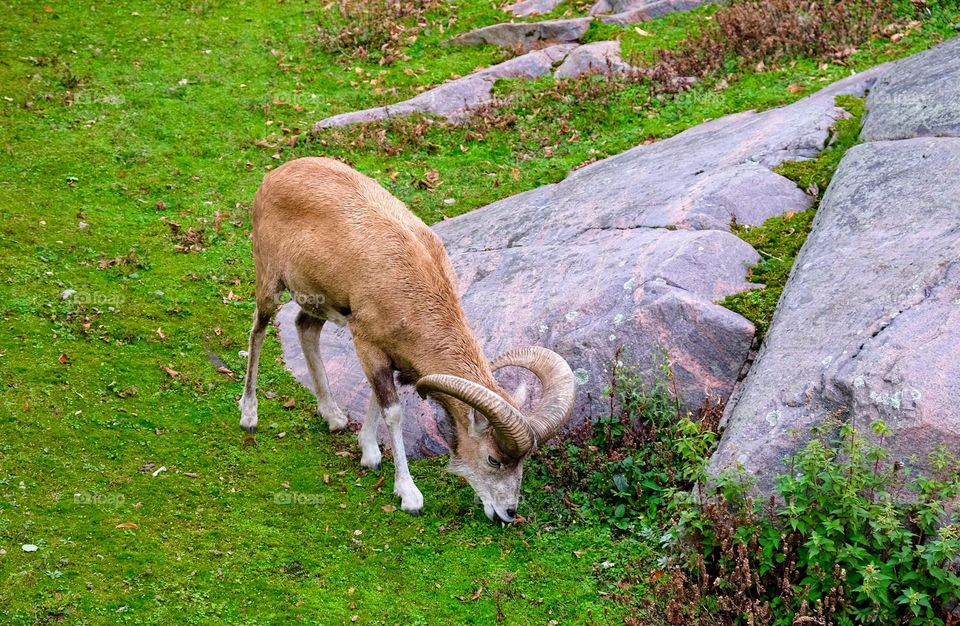 Bukhara urial male individual feeding on the green lawn near the big granite rocks