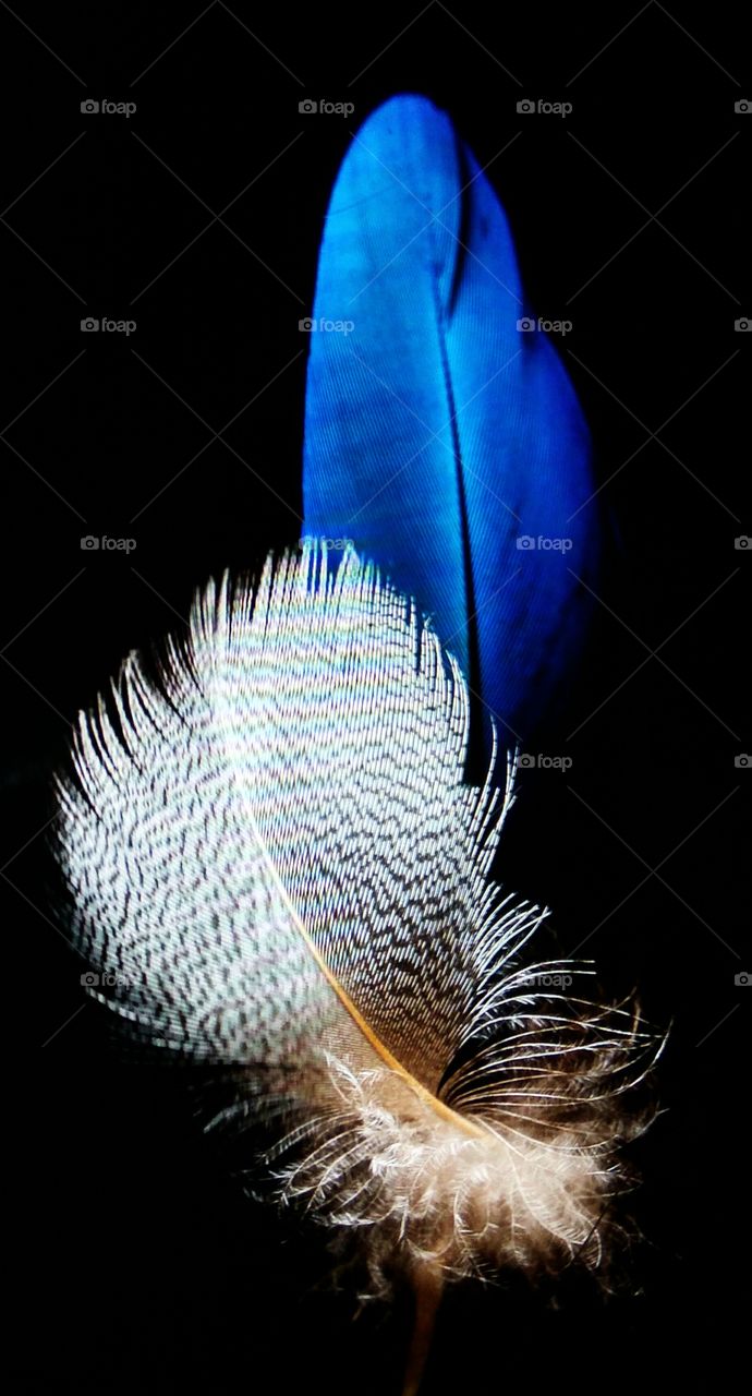 birds feather colours