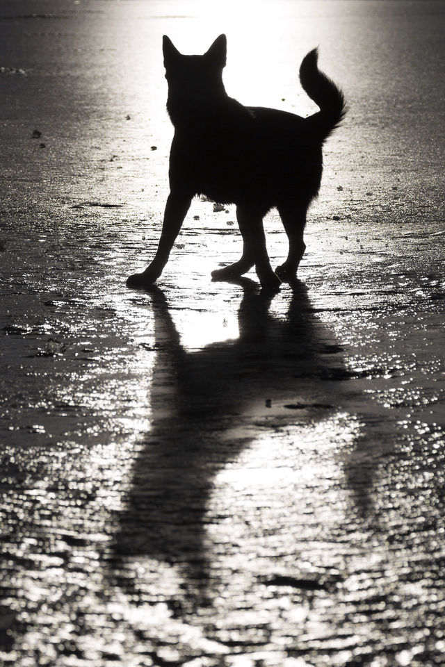 Shadow dog