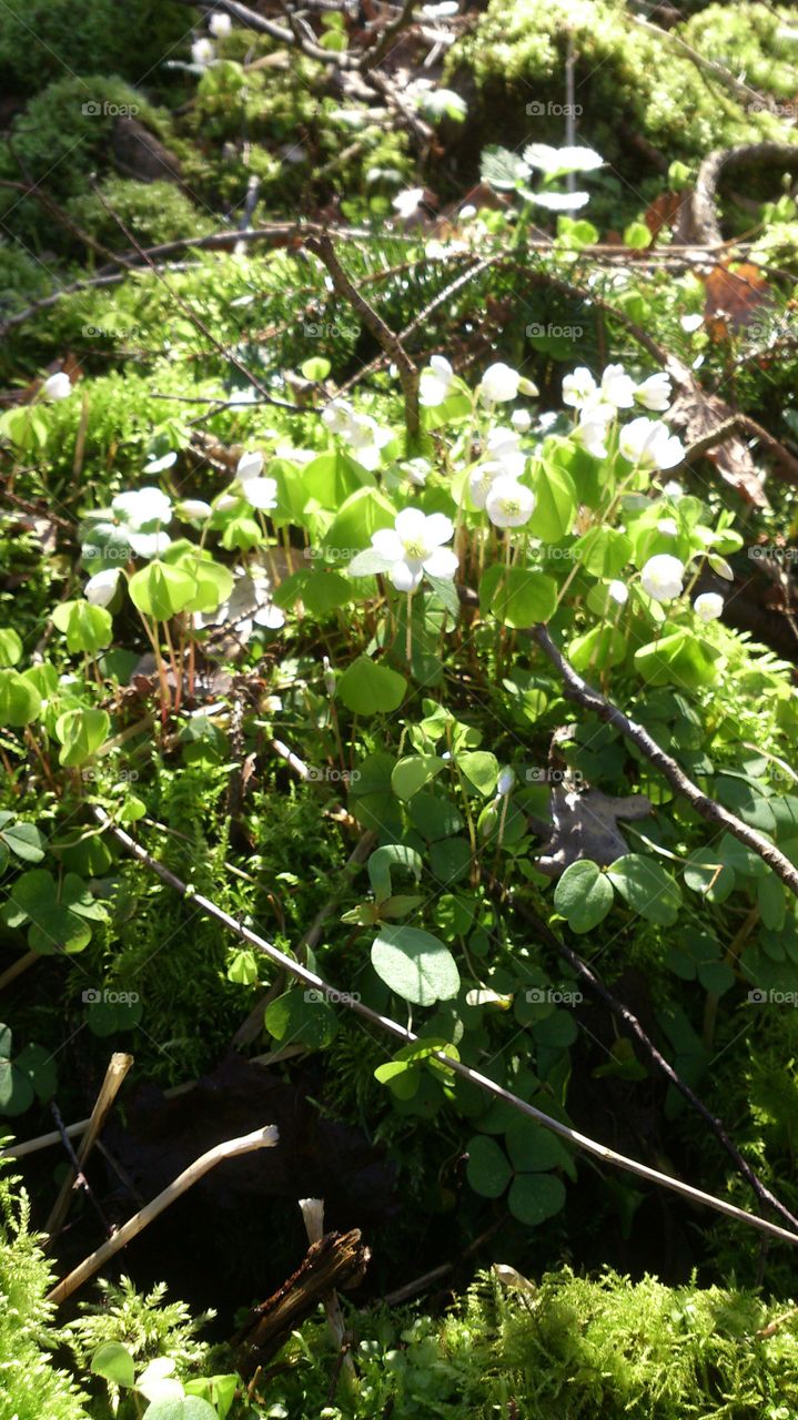 Spring flowers