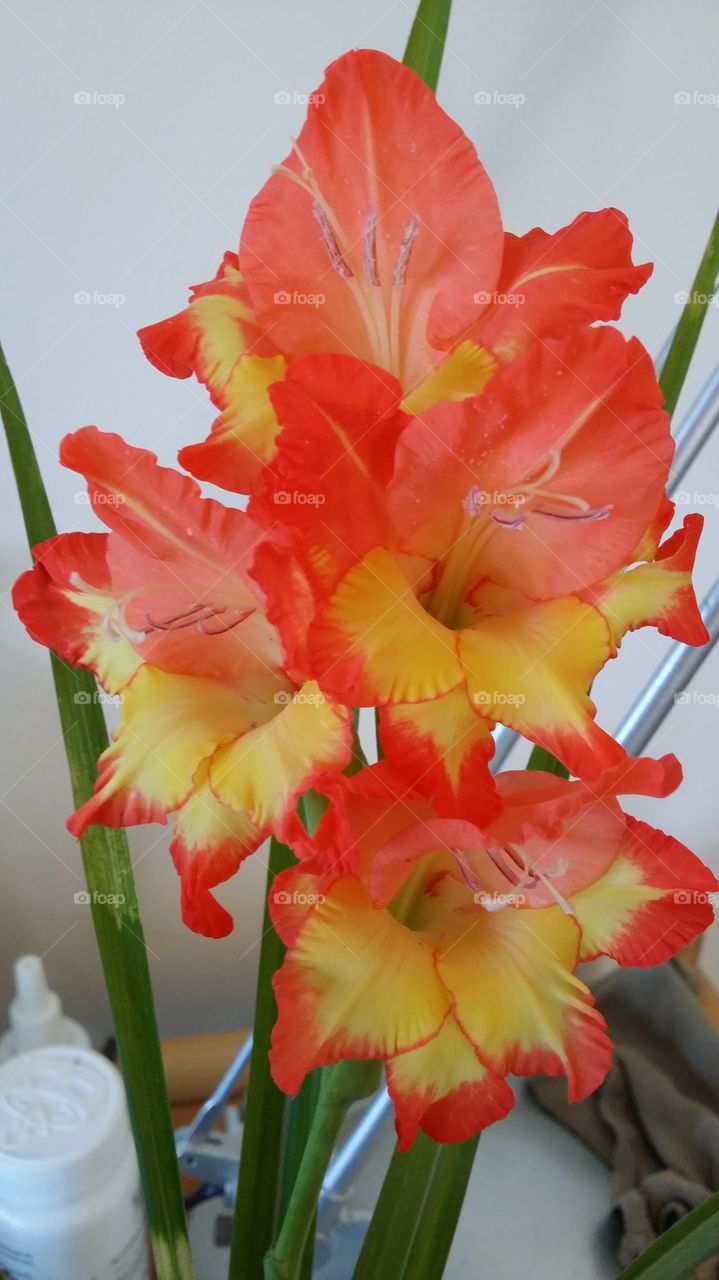 flame gladiola
