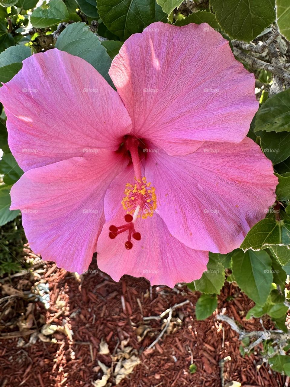 Beautiful Pink Hibiscus to brighten up the Spring - Hibiscus is a genus of flowering plant in the mallow family. 