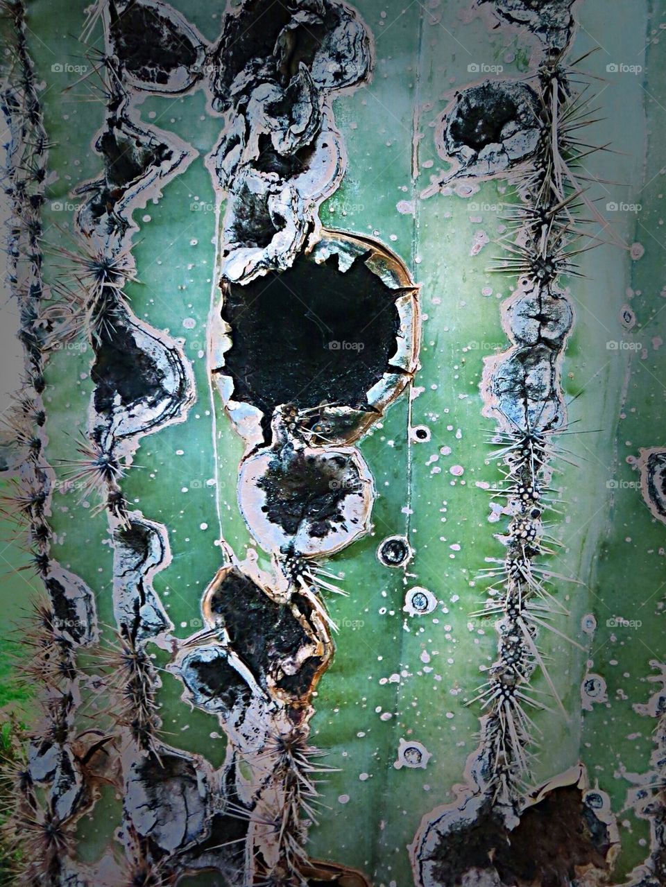 AZ cactus