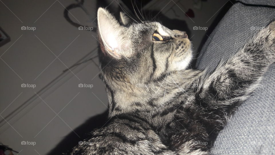 The Cat Named Dinks #01