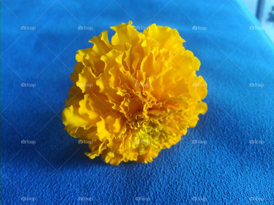 Yellow marigold flower with focused details