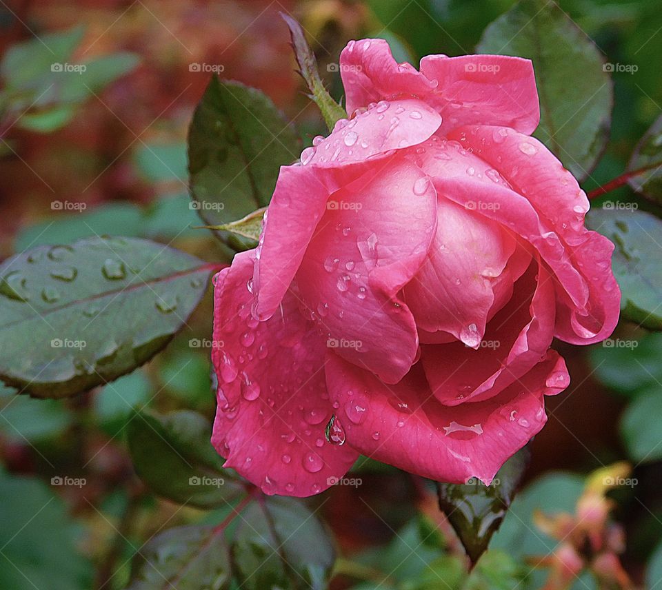 
Plants all around us - Elegant Rose -Catching such voluptuous raindrops as this a rare event—it either has to be right after the rain has stopped or a day where rain falls intermittently and the humidity remains high so the raindrops don’t evaporate