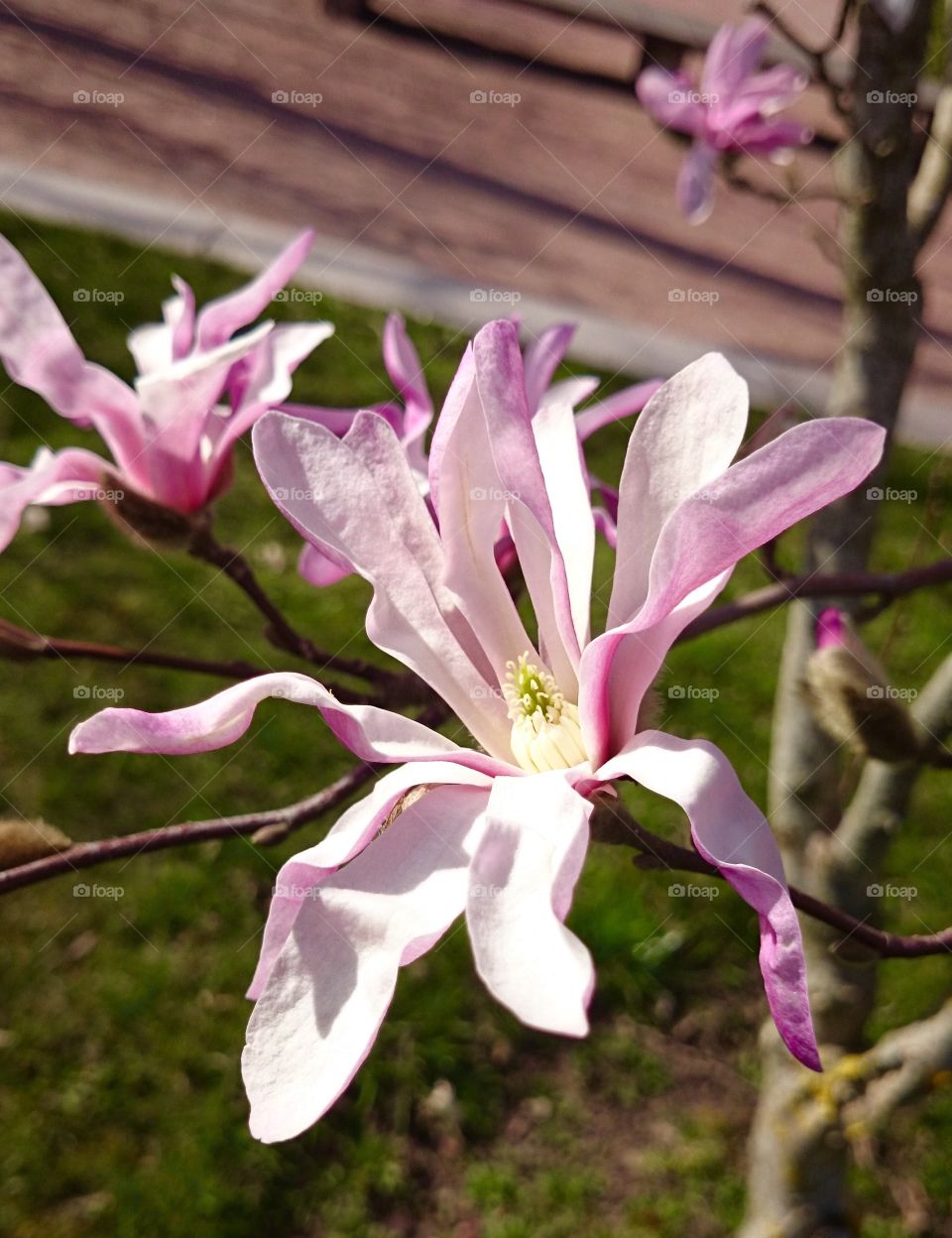 Magnolia. Magnolia