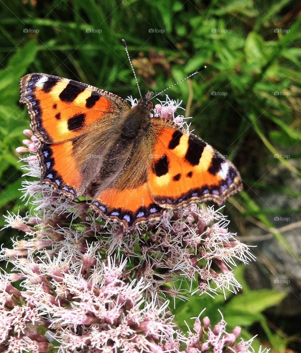 Butterfly on flower