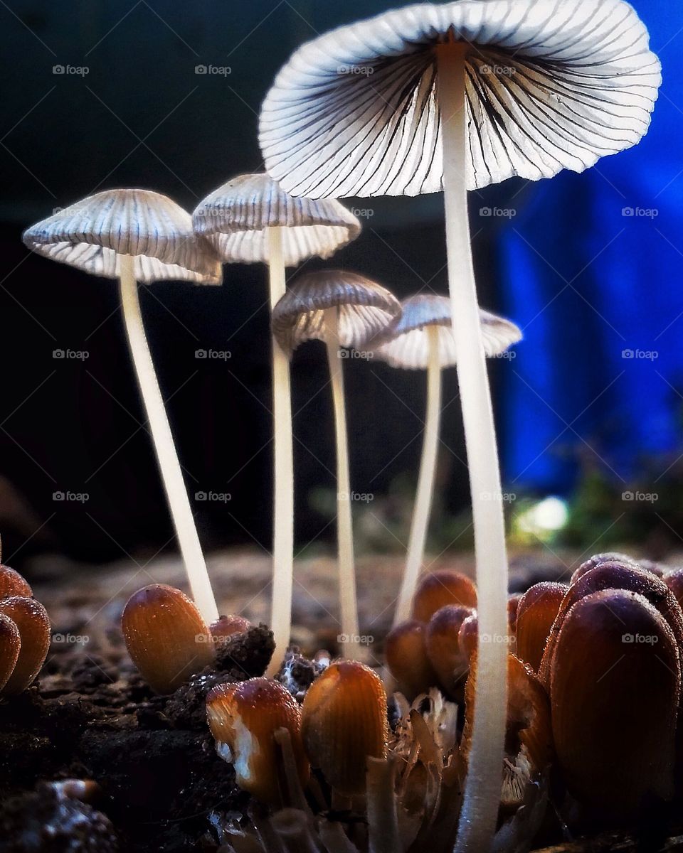 Tiny mushrooms