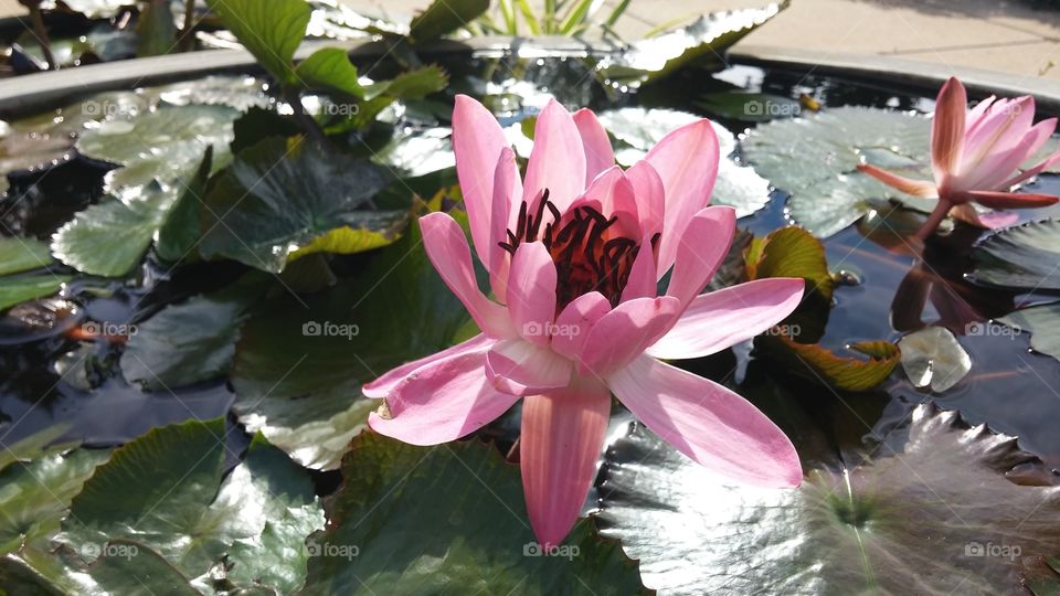 Waterlilly. Waterlilly at Hidden Lake Gardens