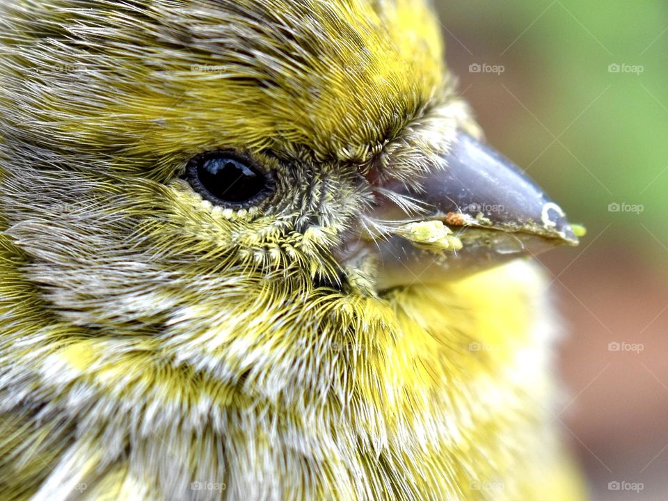 Closeup of bird watching 