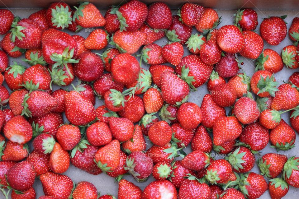 Fresh strawberries