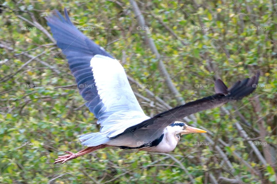 Gray heron in flight