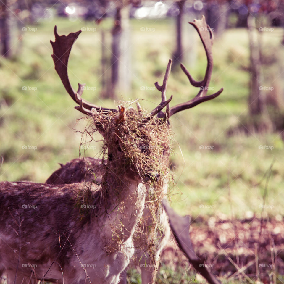 A beautiful deer in the park. Richmond park in London. Sweet animal portrait.