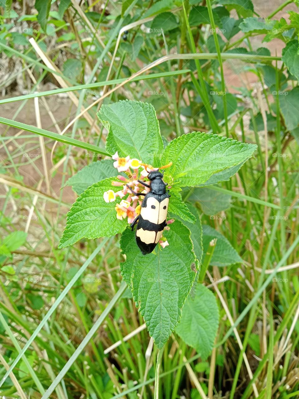 Beetle feeding on lantana camara flowers