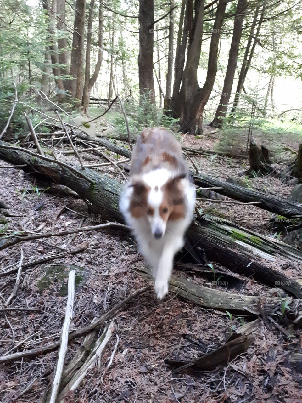 Shetland sheepdog in woods