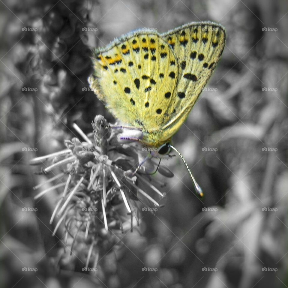 Butterfly on a flower