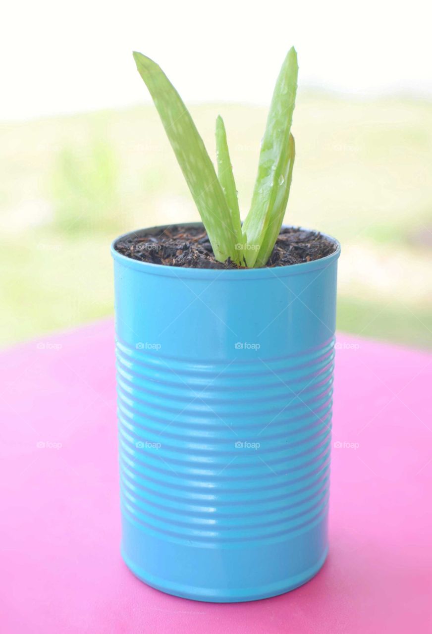 an aloe vera plant potted in a turquoise painted can sitting atop a bright pink table outside with a bright blurred background