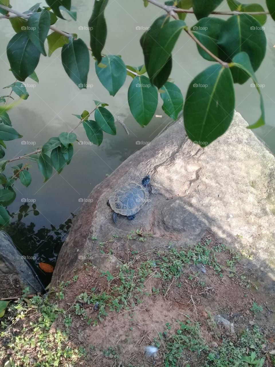 As tartarugas estão tomando sol tranquilamente sobre a pedra, à beira do lago! 
Que preguiça, hein? Vida boa...