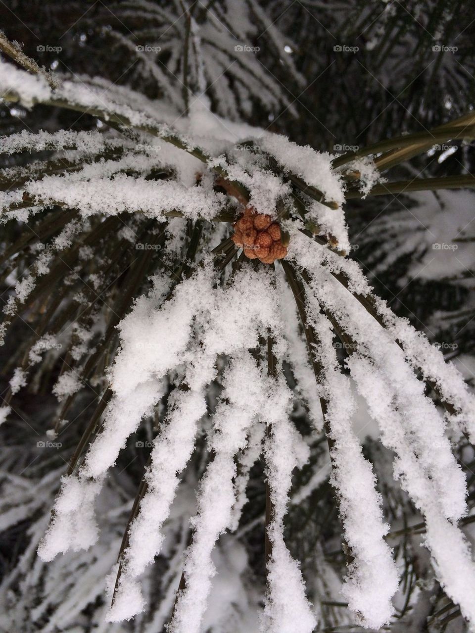 Frozen pine