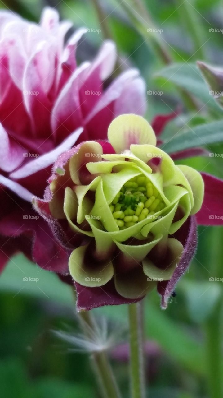 Close-up of green blossom
