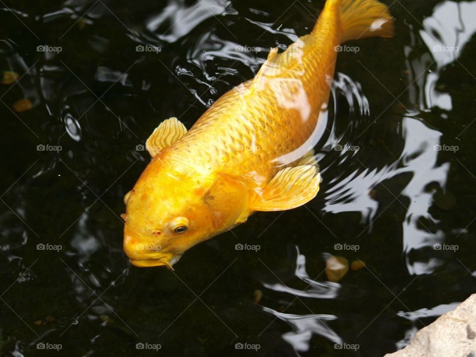 Koi pond yellow