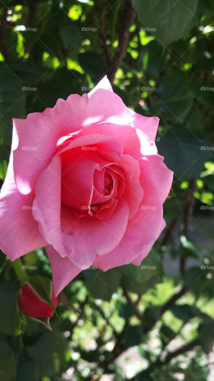 pink rose. rose garden