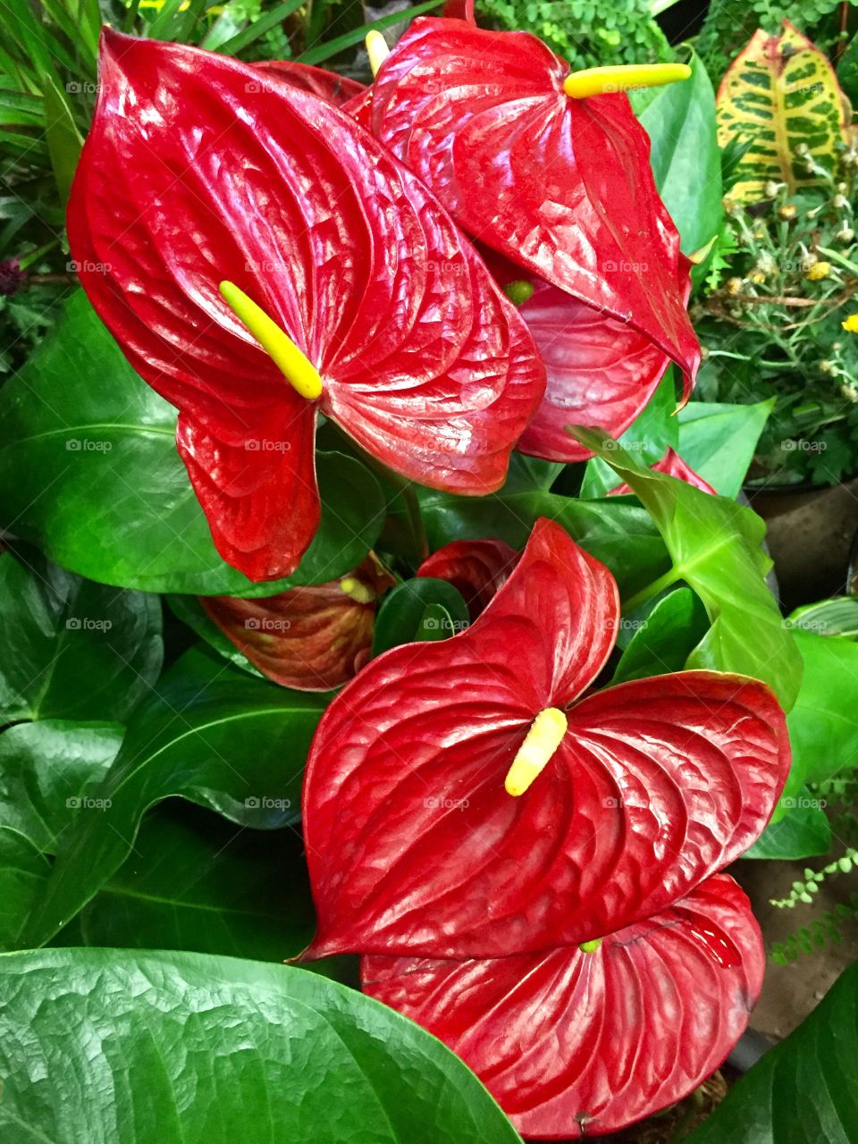 Red flowers 