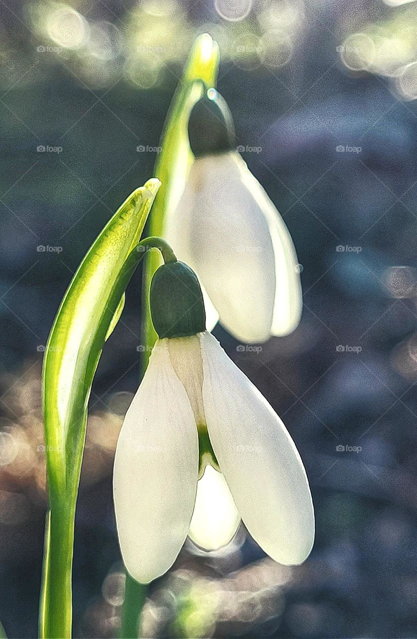 Snowdrops