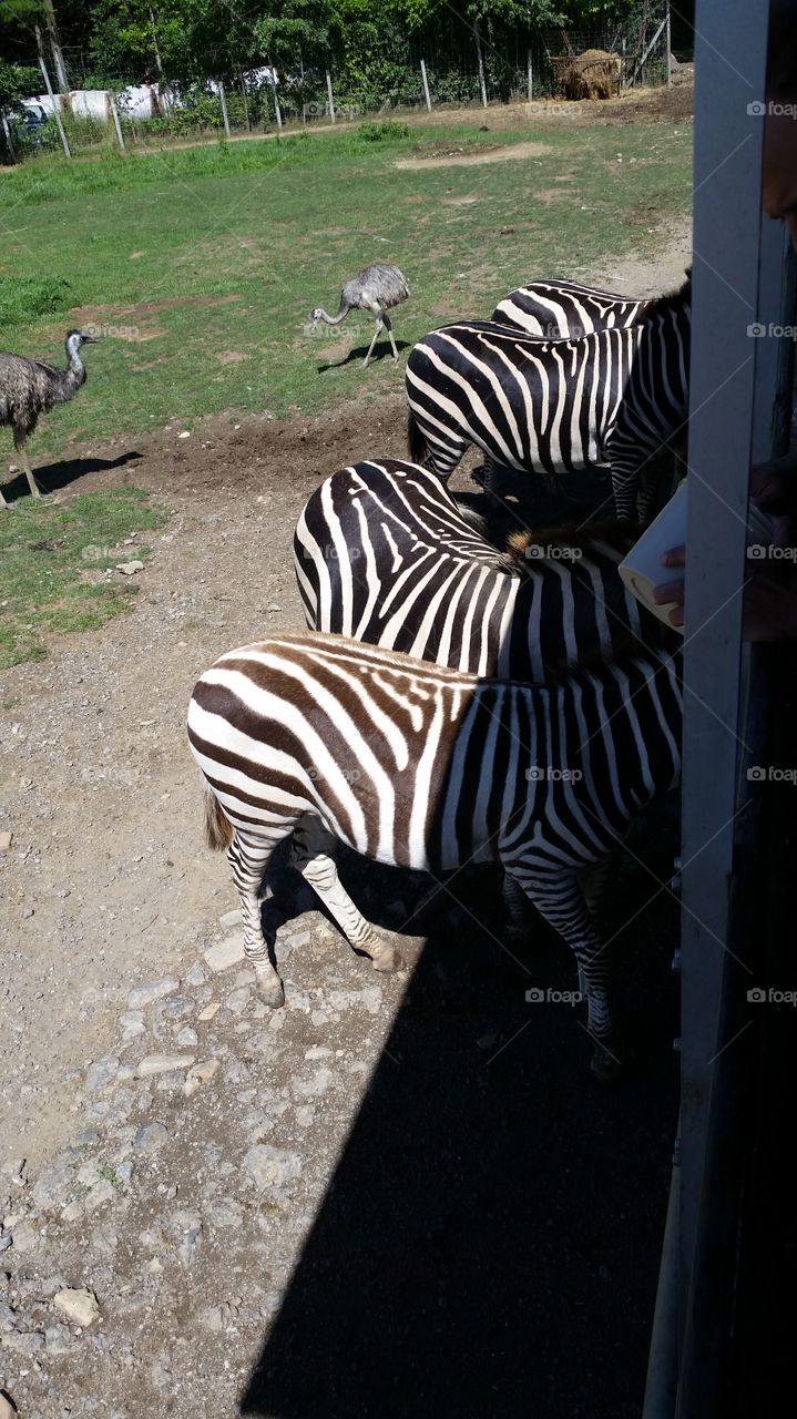 Zebras