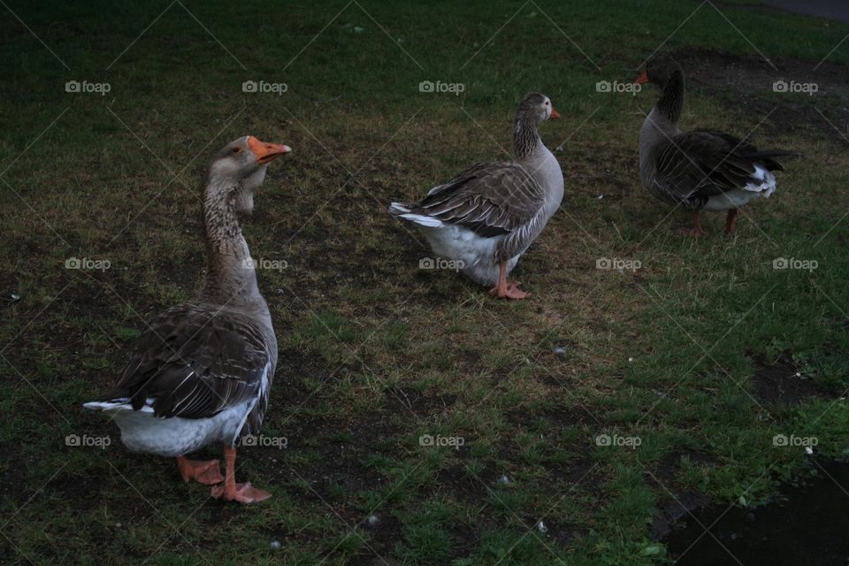 Three Geese in a Row