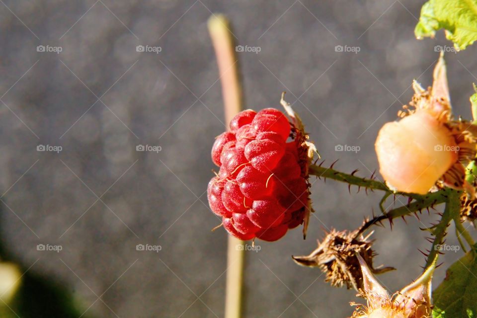 red raspberry on a branch