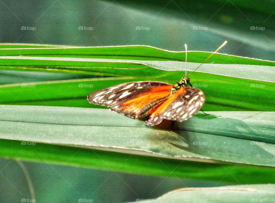 Rainforest Butterfly From The Amazon
