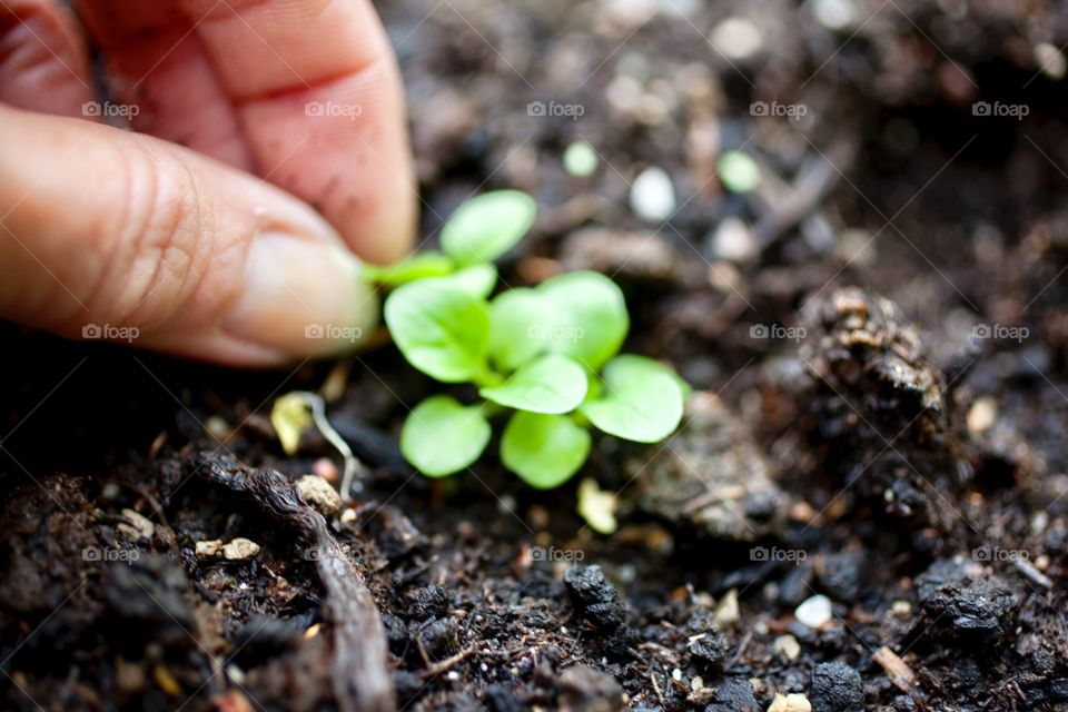 Soil, Ball Shaped, Sprout, Little, Ground