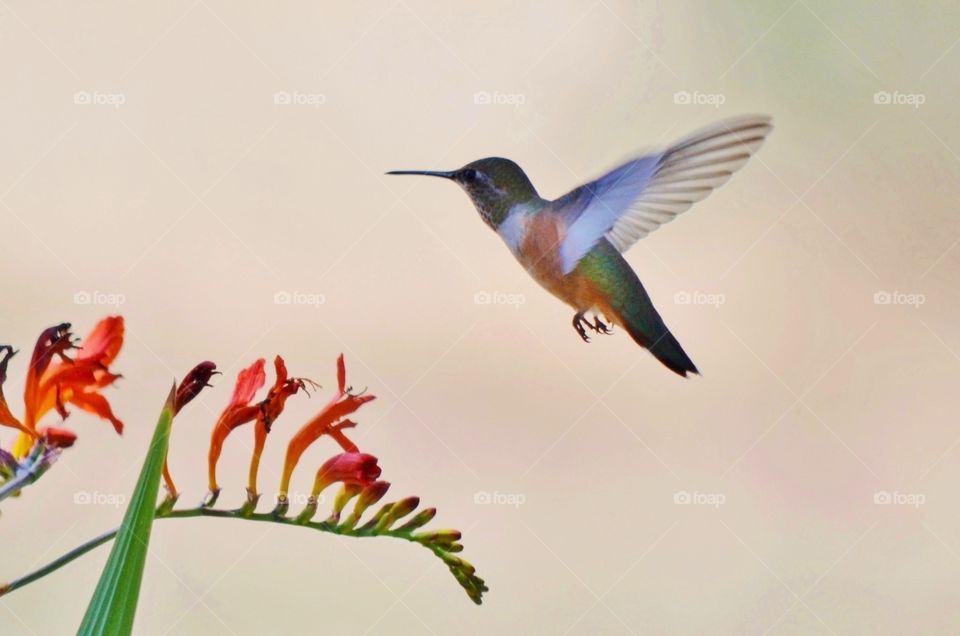 Hummingbird hovering over the flower