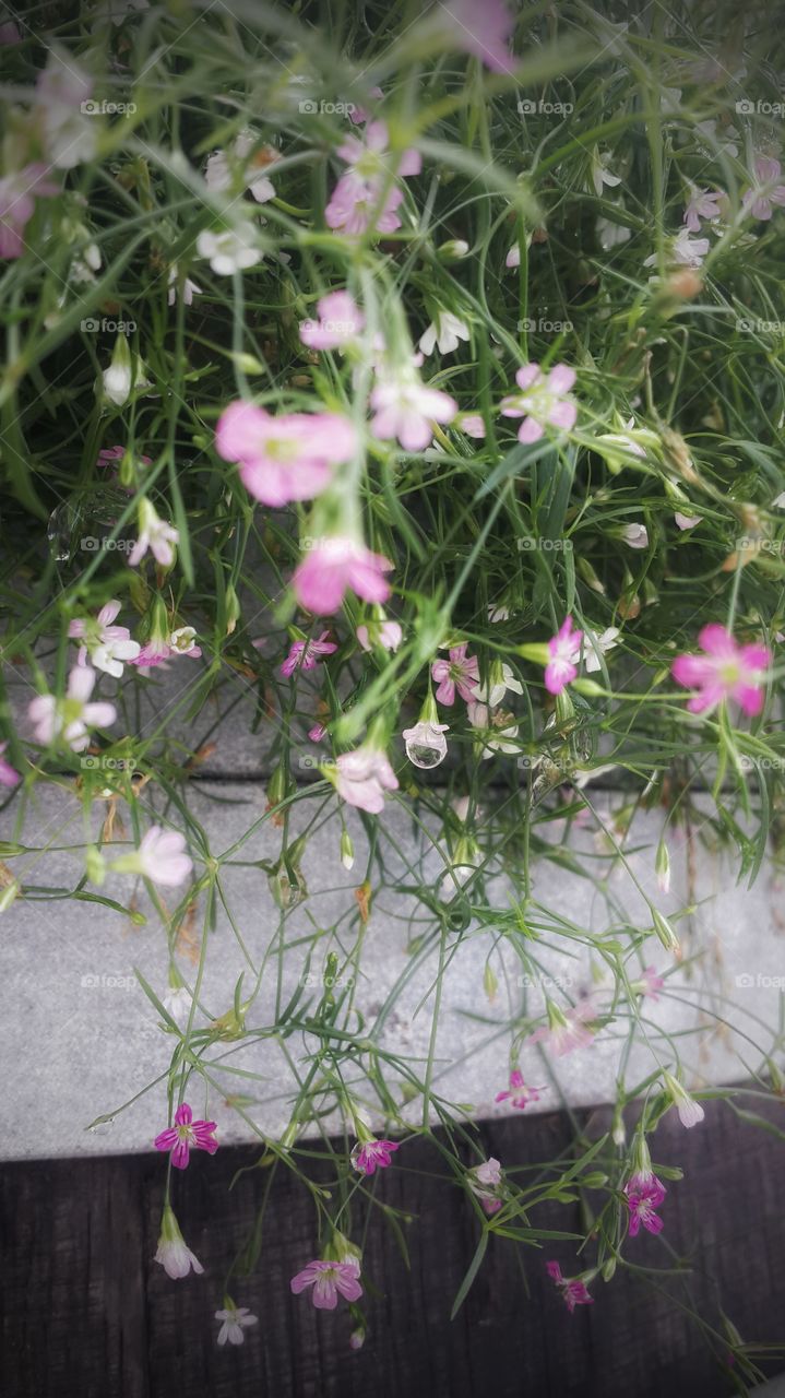 little pink flower. little pink flower in the garden