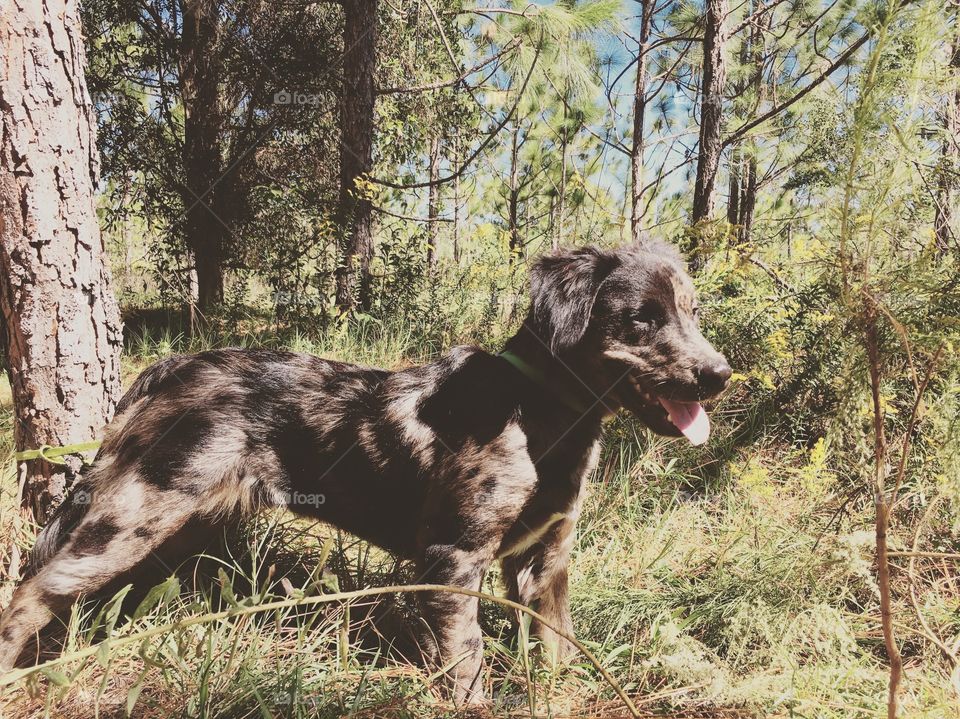 Took the puppy out for a hike