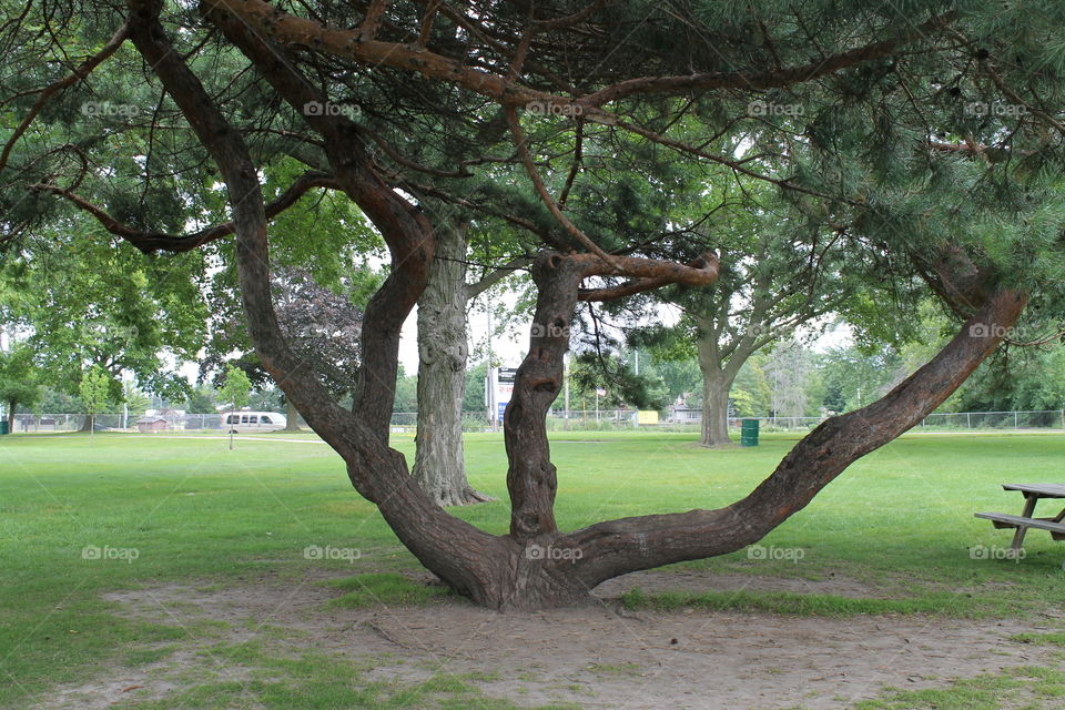 Twisted Old Pine Tree with three trunks