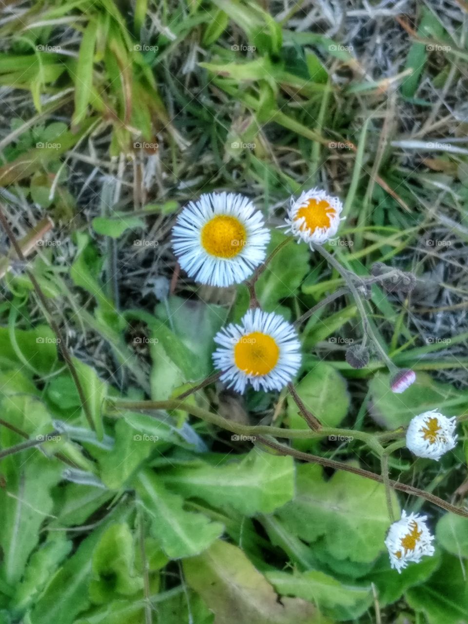 close up wild flowers