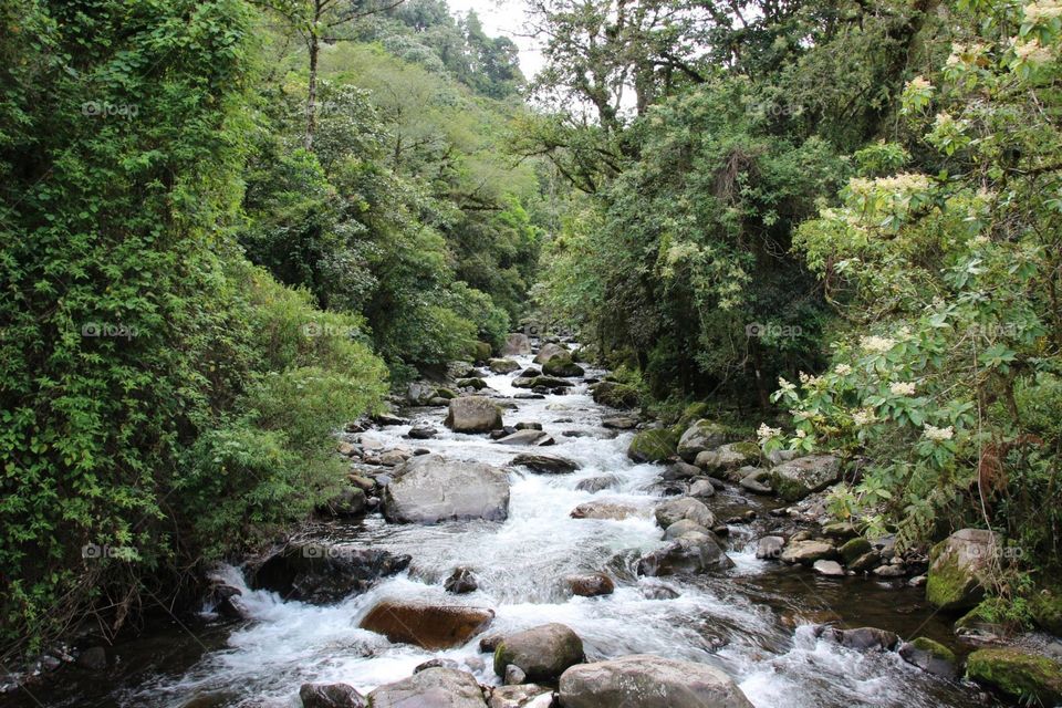 River in the Rain forest 