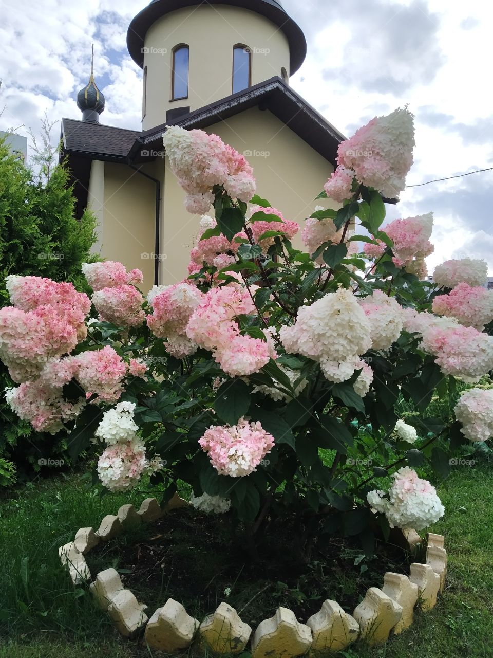 A blooming bush on the clombe