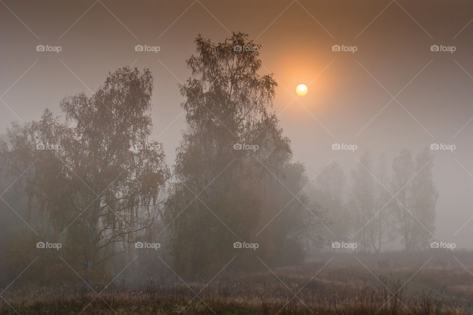 Autumn misty park at early morning 