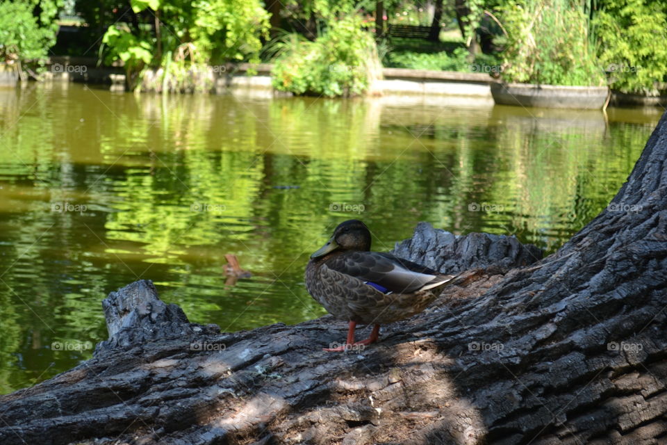 duck in nature