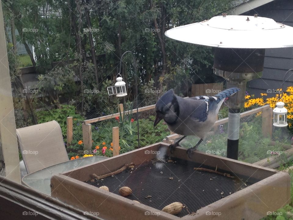 Beautiful bluejay