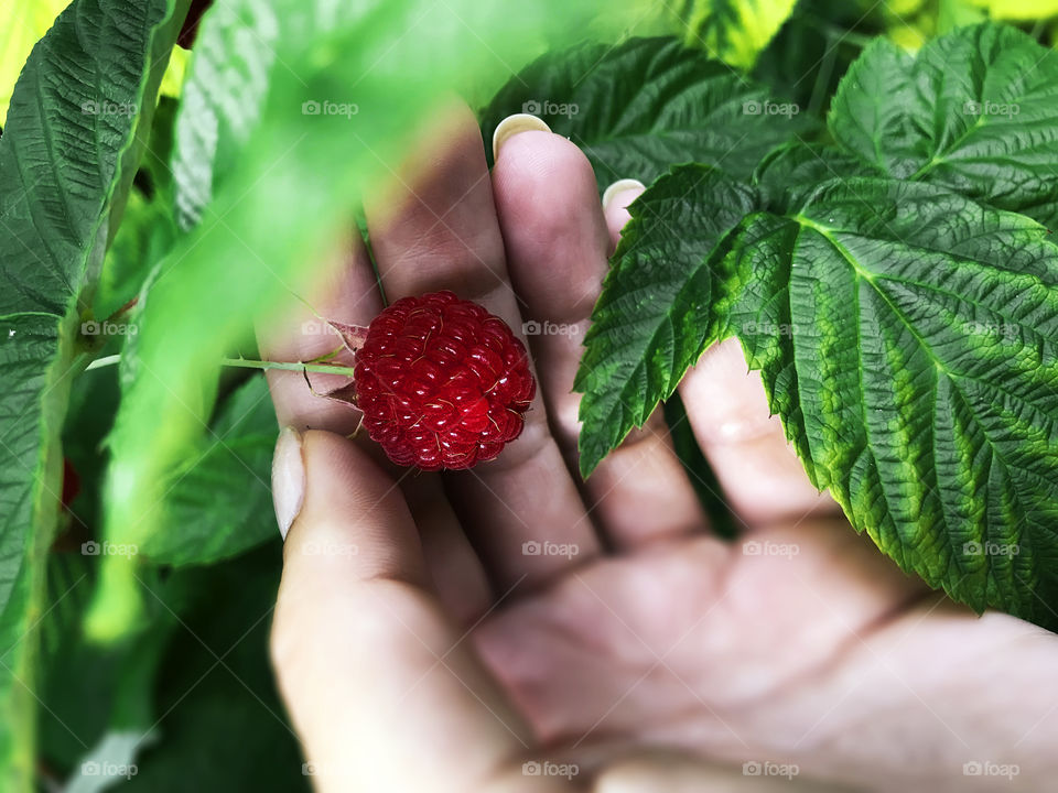 Female hand picking up a red ripe raspberry from the green bush 