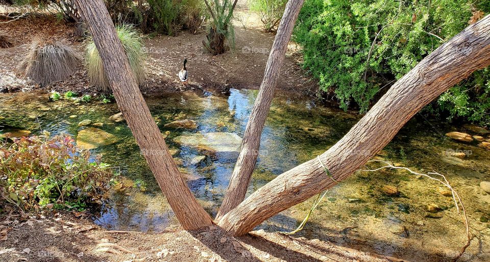 duck and desert stream