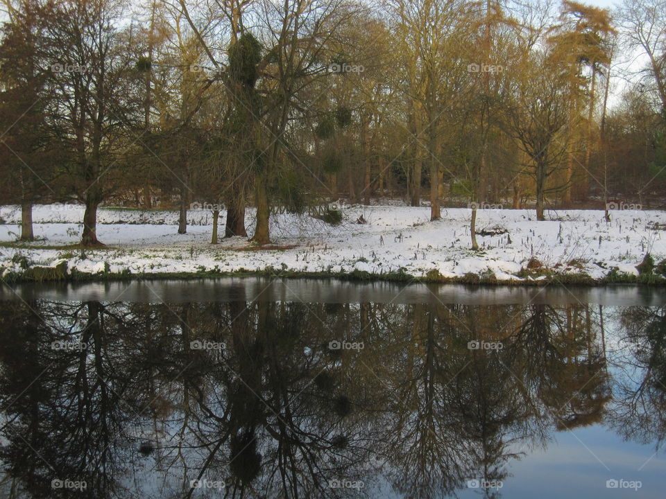 Trees In Winter