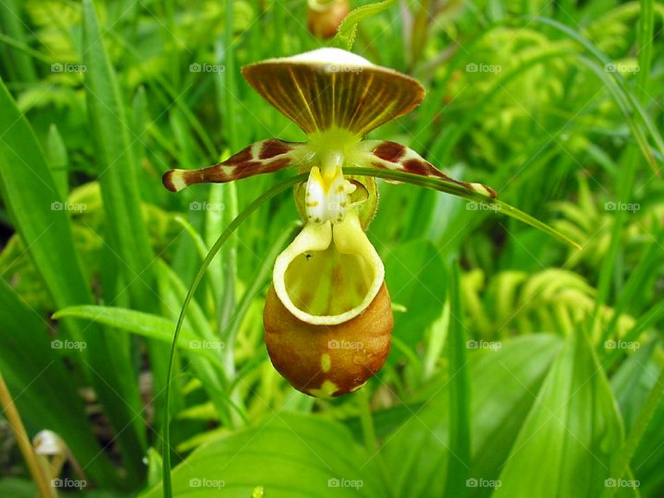 Alaskan Venus Fly Trap